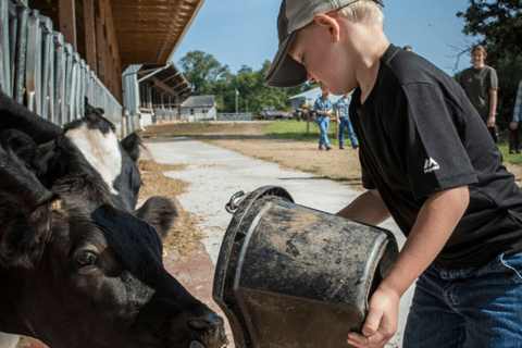 Young boy feeding black cow