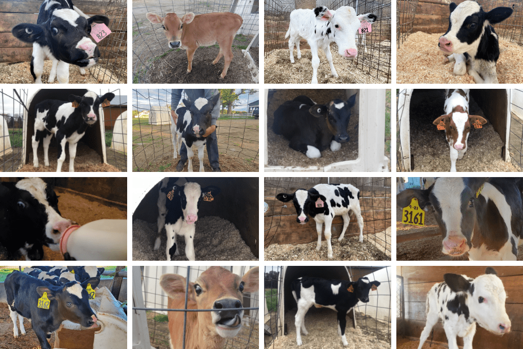 The 16 calves in the 2021-2022 Adopt A Cow Program