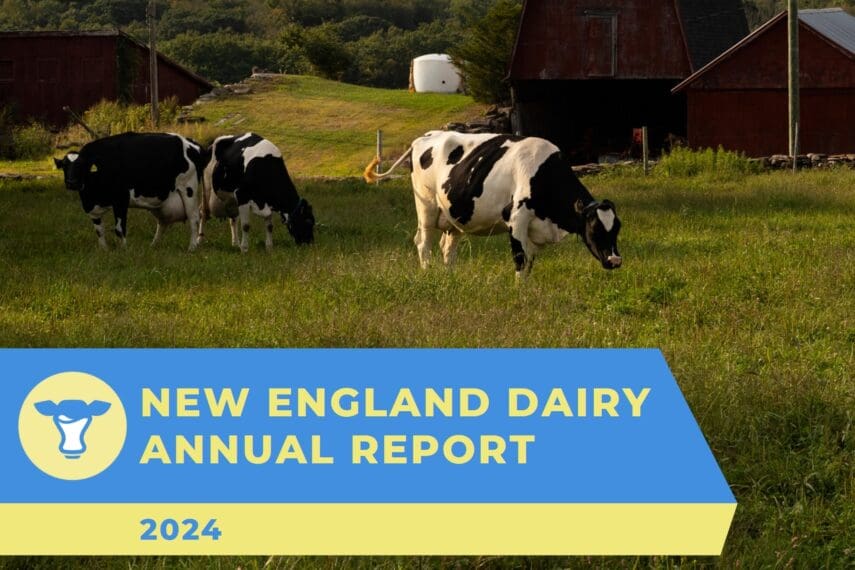 Cows graze in pasture