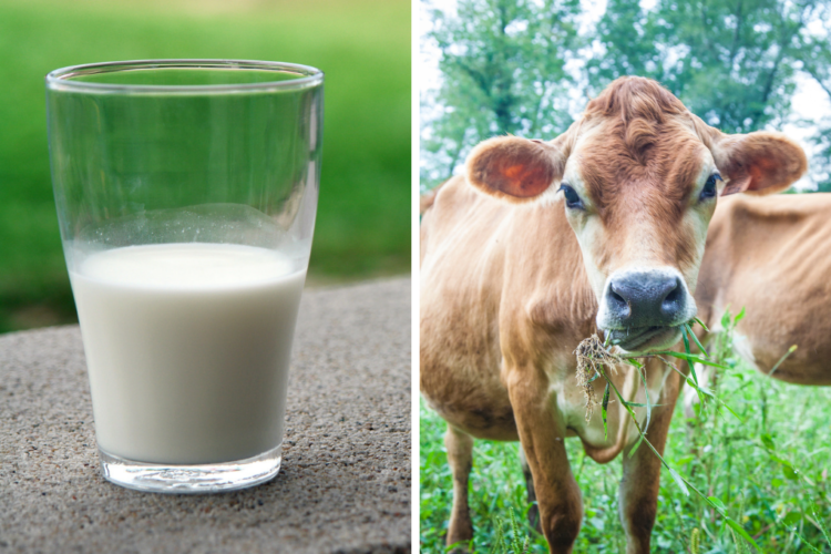 5 Facts About Dairy Common Questions Answered New England Dairy