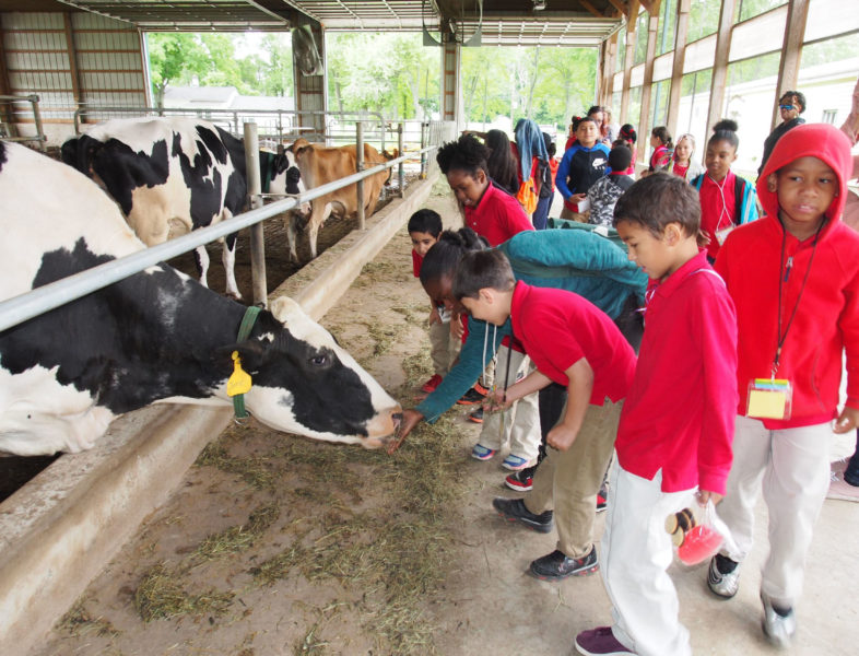 Group of students on a dairy farm petting a cow
