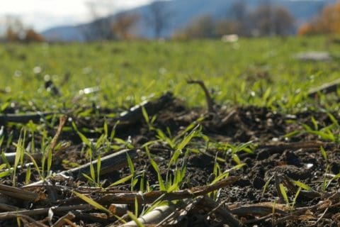 crops sprouting