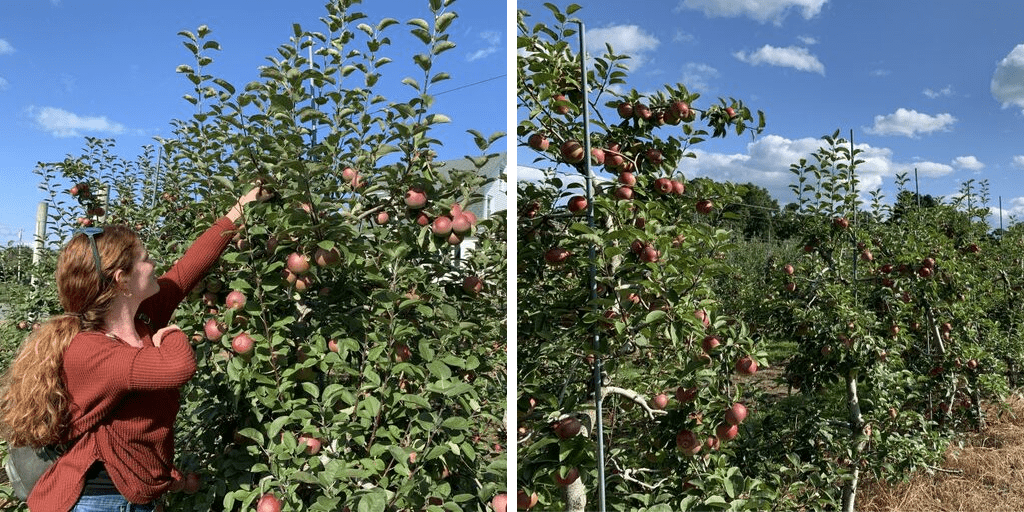 Apple McIntosh and Cheese - New England Apples