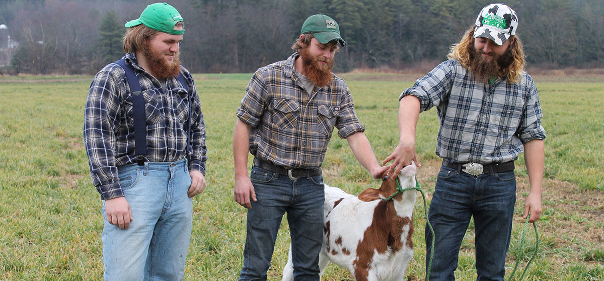 Three farmers petting baby spotted cow