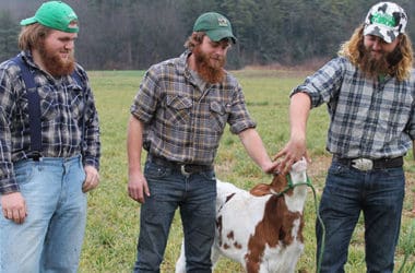 Three farmers petting baby spotted cow