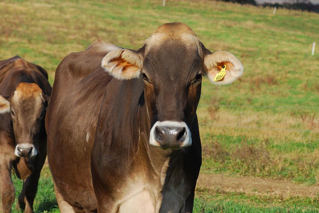 Brown Swiss Cow