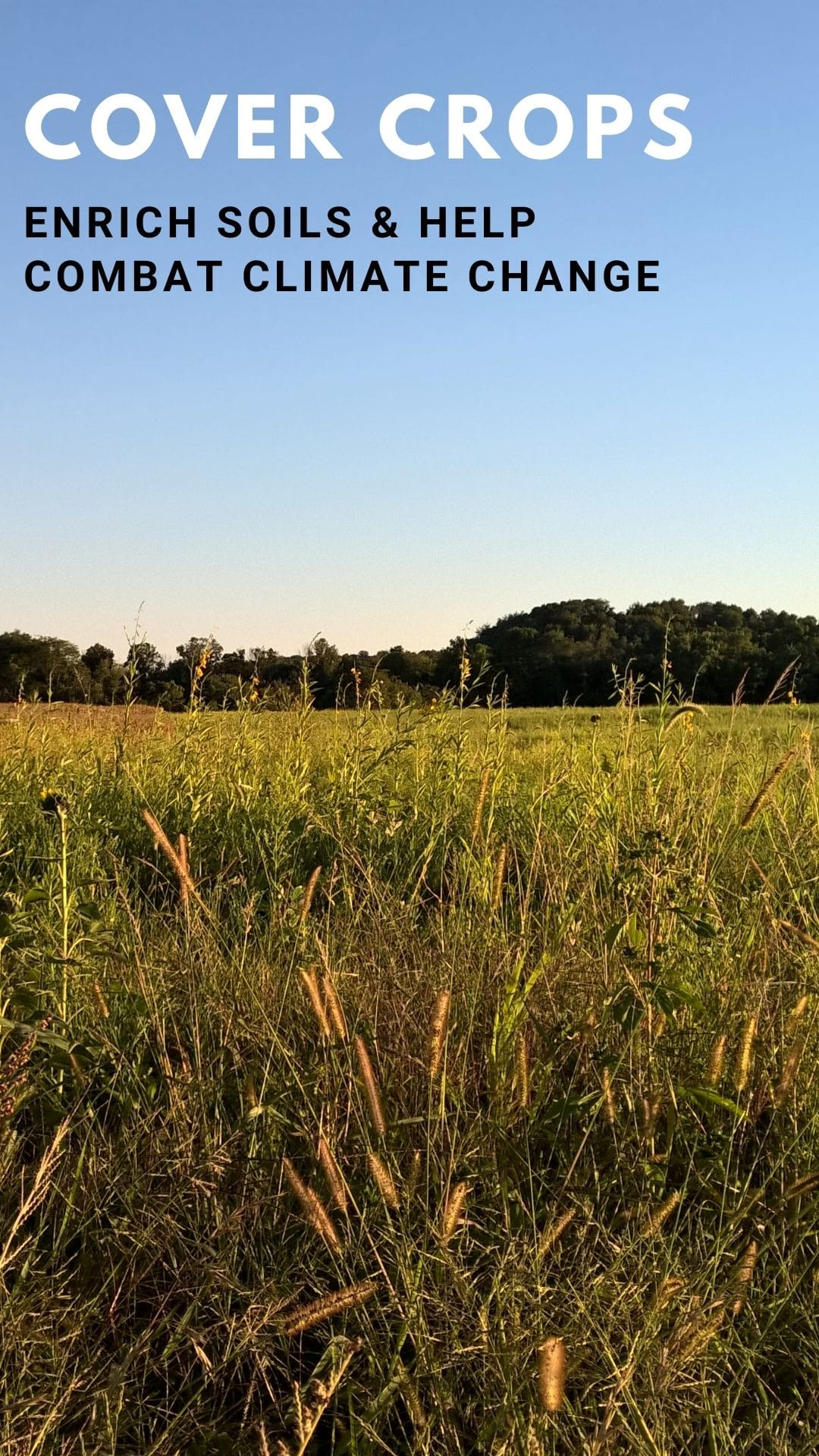 cover crop field