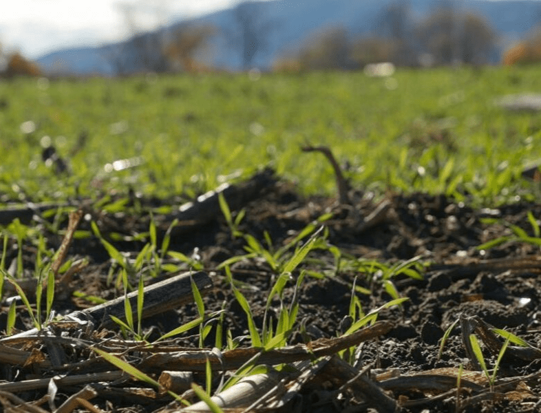 seeds sprouting