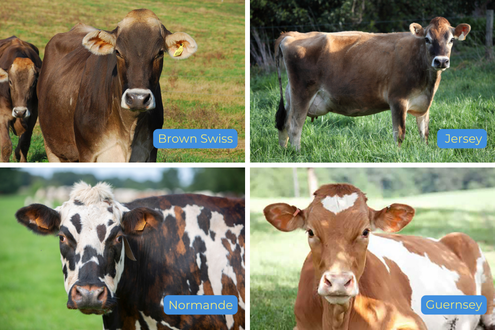 Four dairy cows standing. From left to right: a Brown Swiss cow with large ears and a dark brown coat, a Jersey cow with a light brown coat and darker brown markings on its face, a Normande cow with a reddish-brown coat and white markings, and a Guernsey cow with a tan coat and a white spot on its face. 
