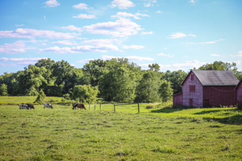 Farmscape of cows and red barn with green grass and blue sky