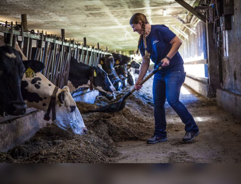 girl feeding cows