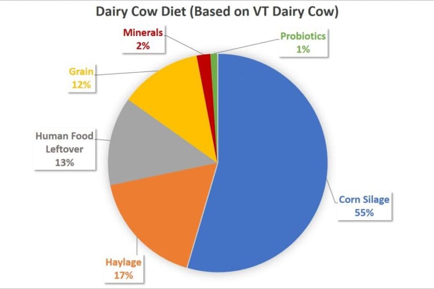 What Does a Dairy Cow Eat? Dairy Cow Diet New England Dairy