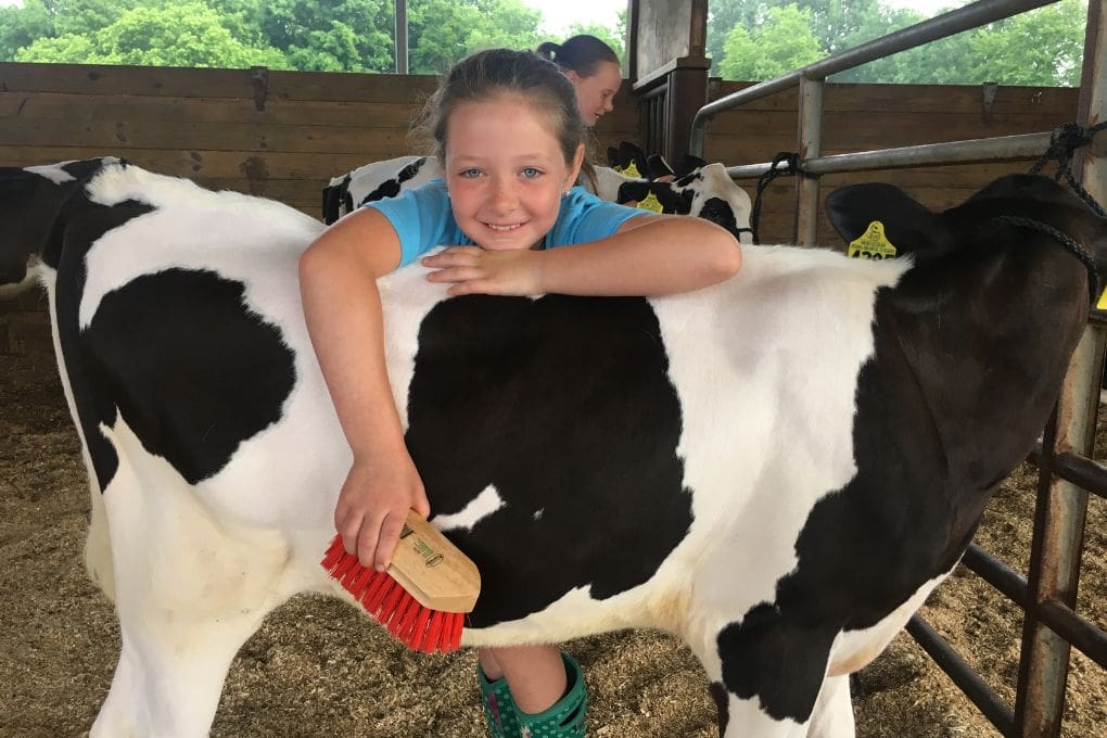 Child caring for calf at Fairmont Summer Farm Camps