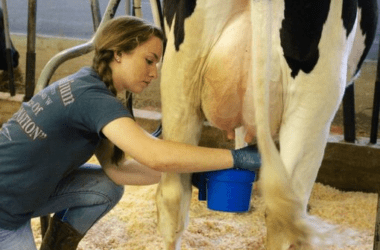 girl milking cow