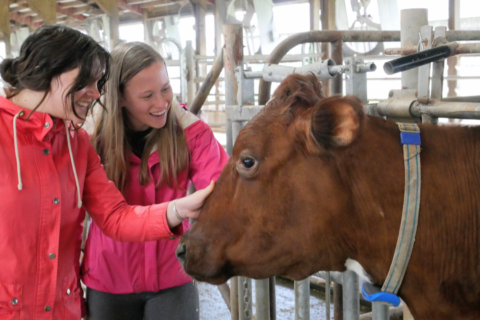 Two girls petting cow
