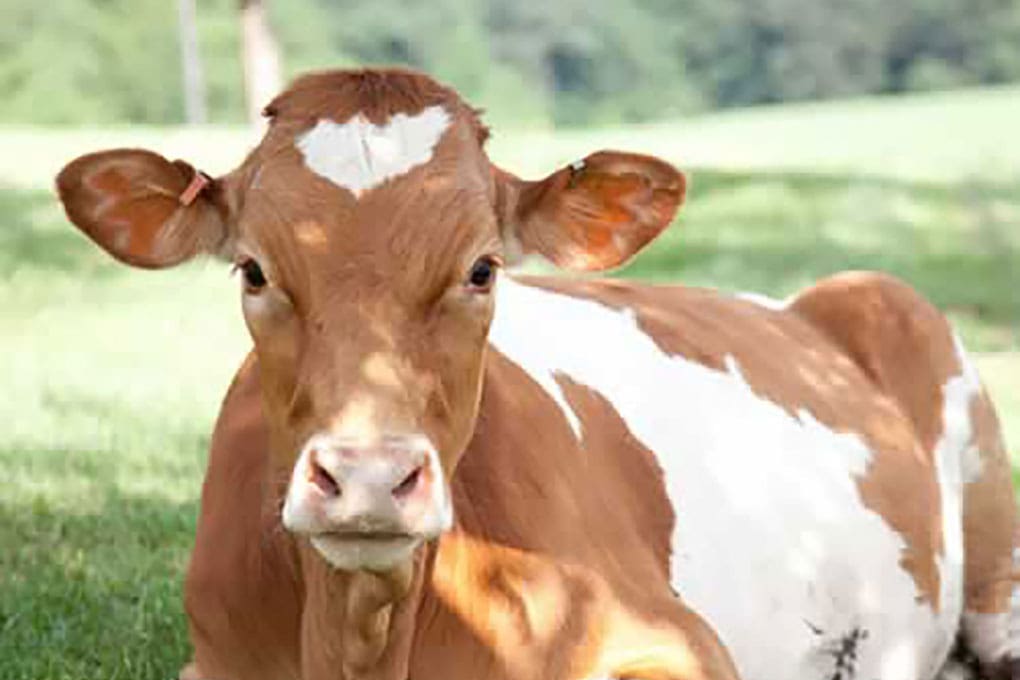 Guernsey Cow