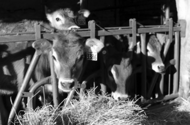 highland farms cows