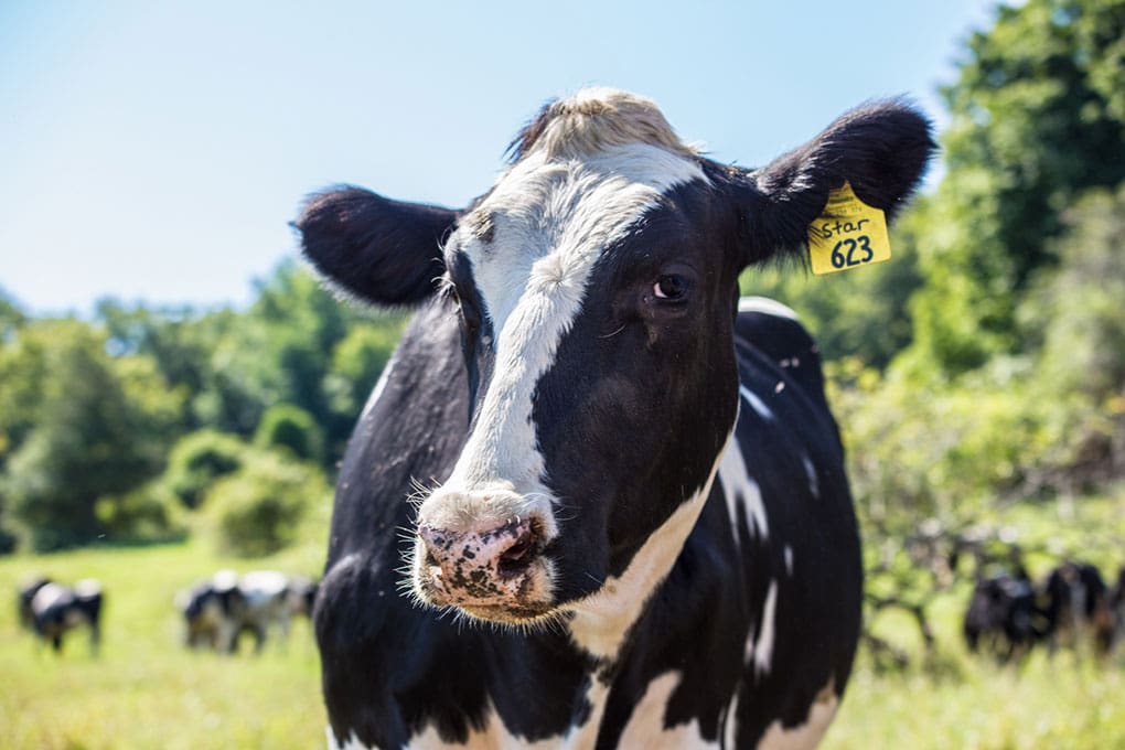 Blonde Holstein Dairy Cows - wide 1