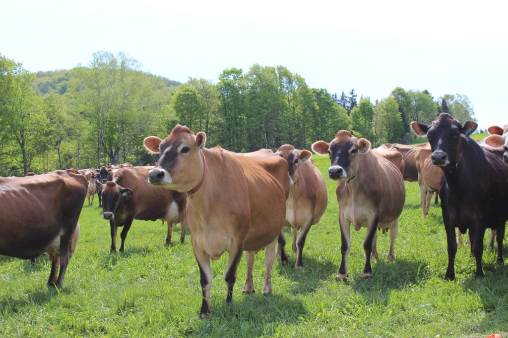 The Jersey family at Molly Brook Farm in Cabot, Vermont