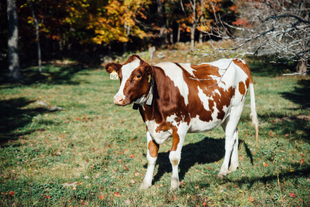 Corse Farm Dairy Red Jersey