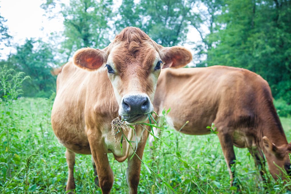 Jersey Cow