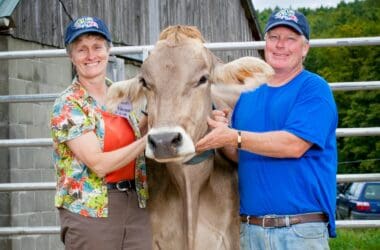 luther farm owner with cow