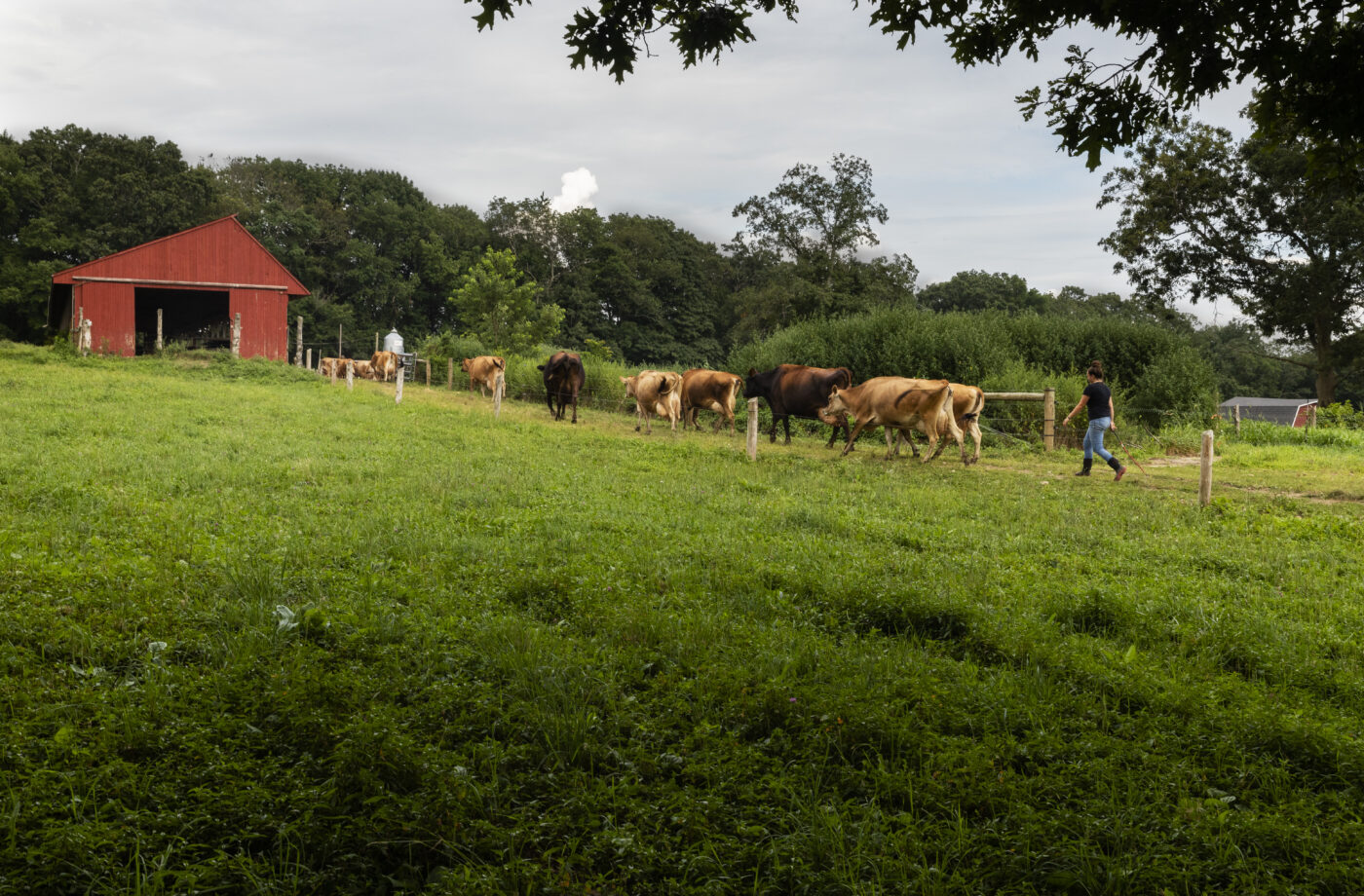 cows in a pasture walking towards a red barn