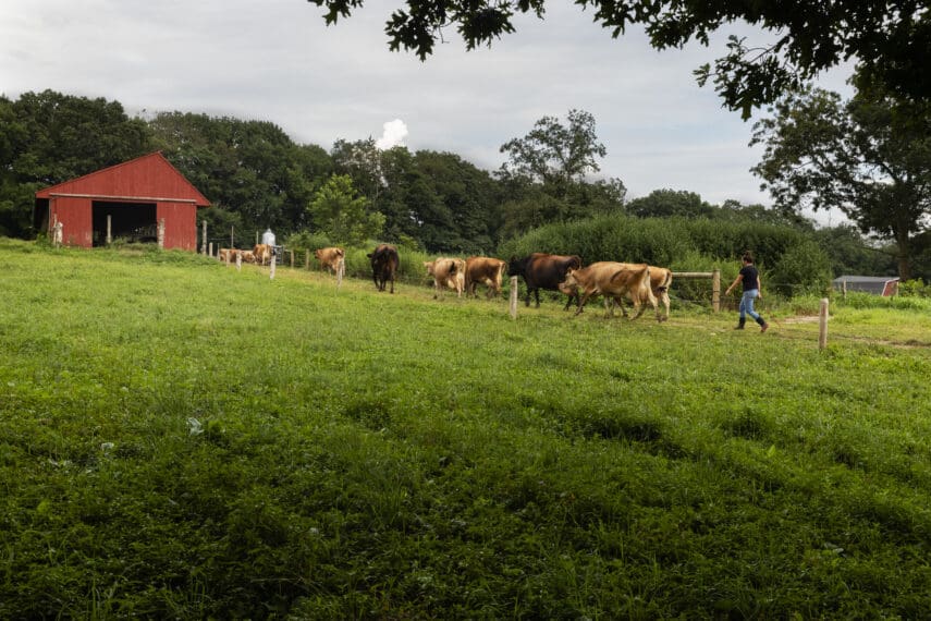 cows in a pasture walking towards a red barn