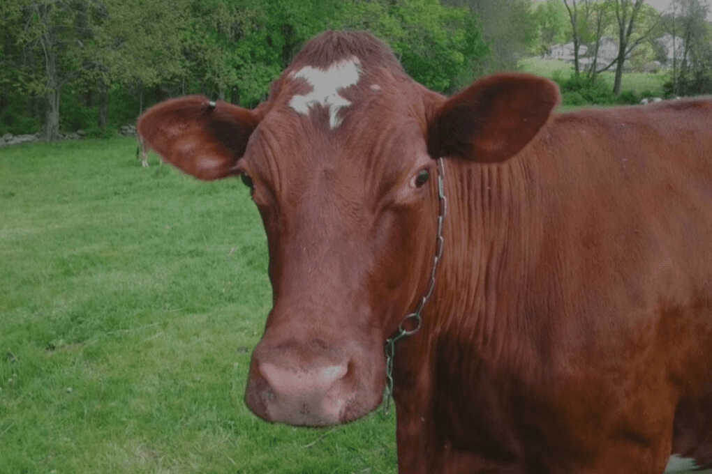 red cow in field