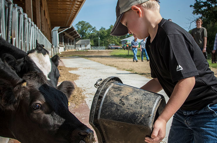 Young boy feeding black cow
