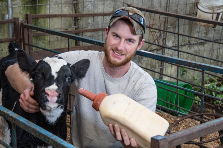 man feeding calf