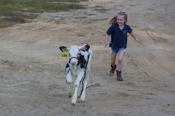 highway view farm young girl chasing calf