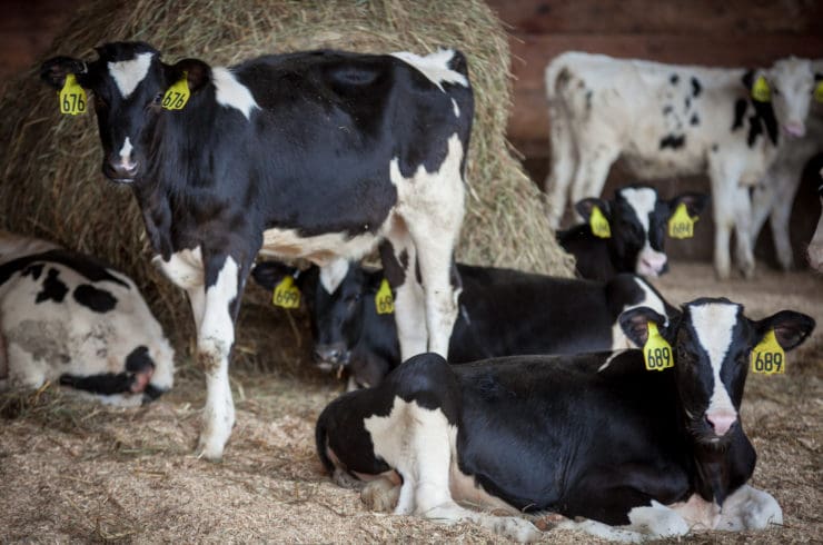 pine island farm cows