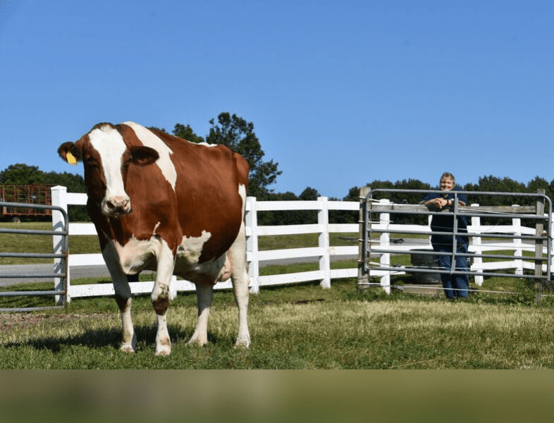 cow in pen