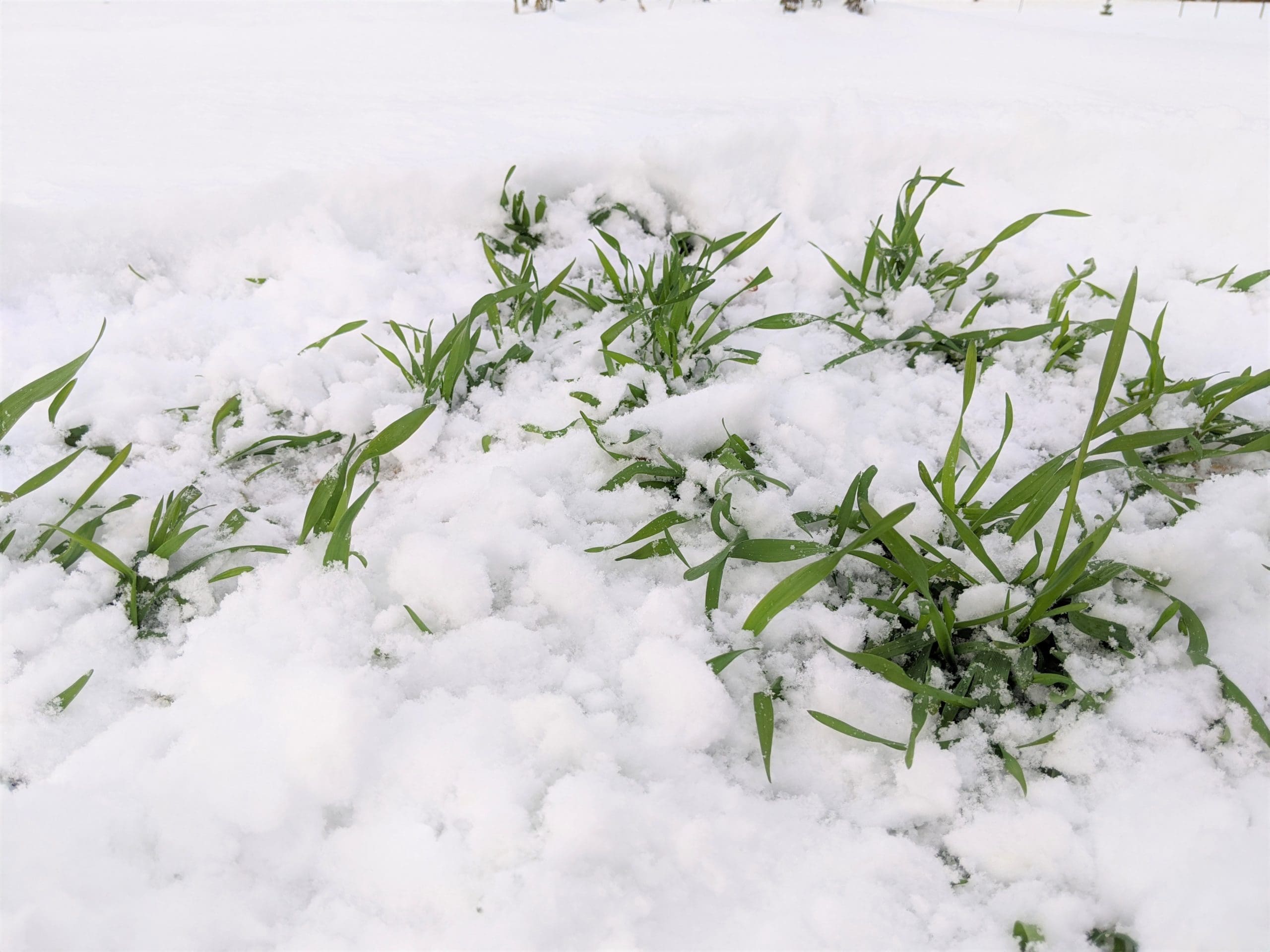 winter farming cover crops