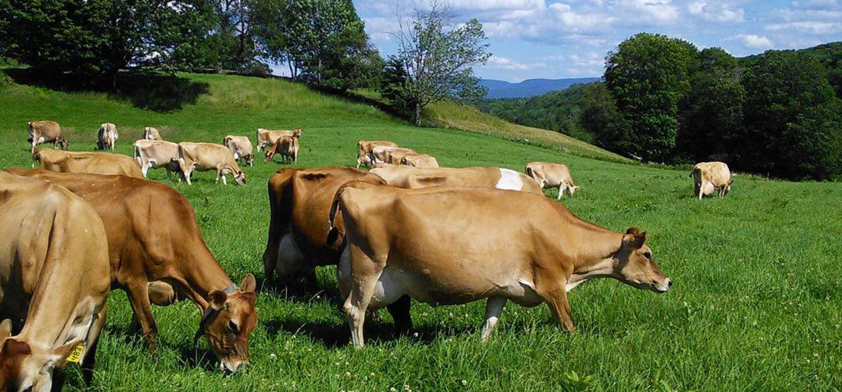 Richardson family farm brown cow in field