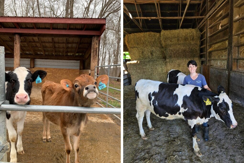 Two young dairy calves stand together in a sheltered pen outdoors, and a dairy farmer stands in a barn beside an older dairy calf, showing the progression of care from calves to adult cows on a dairy farm.