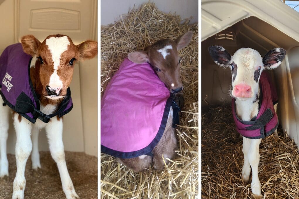 Three young dairy calves wearing calf jackets stand and rest in individual hutches with straw bedding, showing how calves are kept warm during cold weather on a dairy farm.