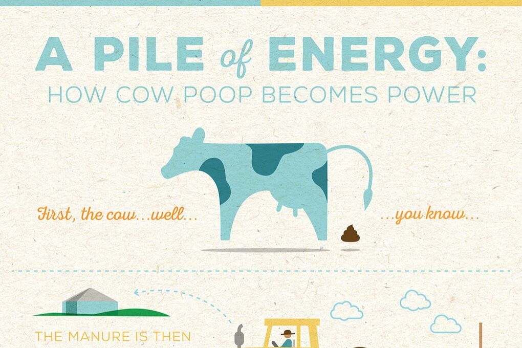 how cow poop becomes power