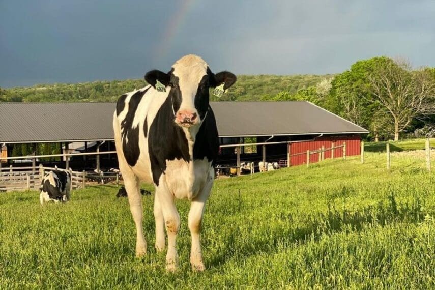 Black and white Holstein dairy cow standing in a green pasture with a red barn and other cows in the background, under a cloudy sky with a faint rainbow.
