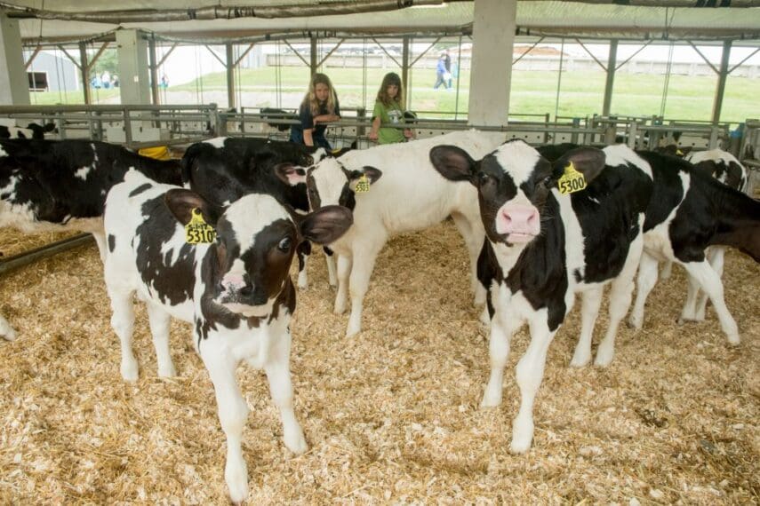 group of calves in barn