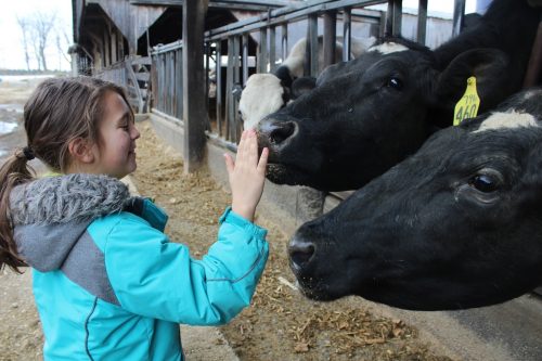 young girl petting the cows