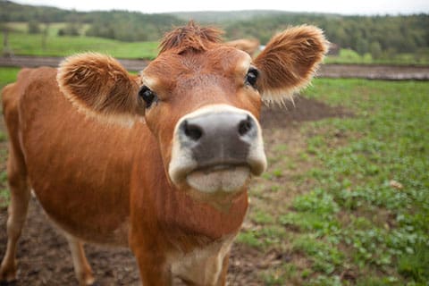 Jersey cow