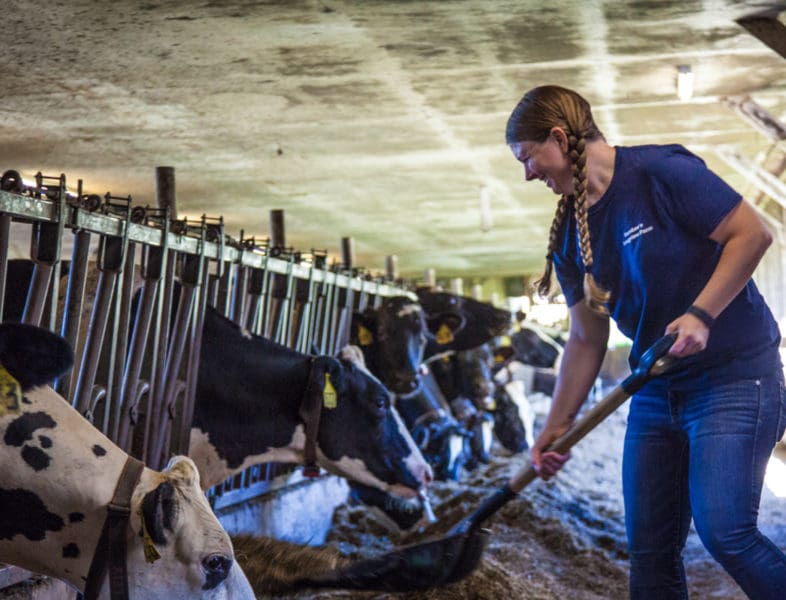 Girl taking care of cows