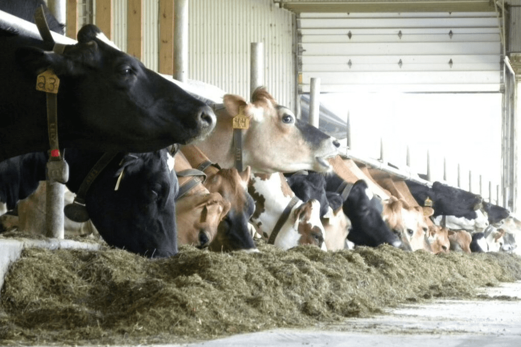 cows eating